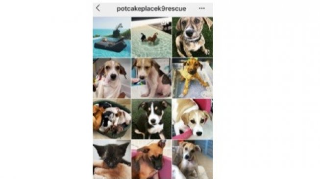 Potcake Place K9 Rescue [Instagram: Potcake Place K9 Rescue].