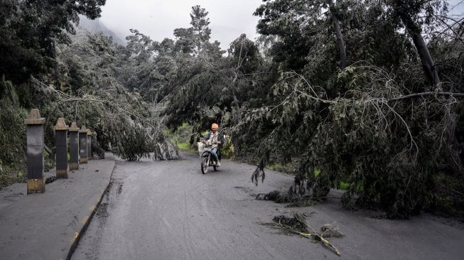 Pengendara motor melintas di jalur menuju kaldera Gunung Bromo yang terhalang pohon roboh di Ngadisari, Sukapura, Probolinggo, Jawa Timur, Selasa (19/3). [ANTARA FOTO/Umarul Faruq]