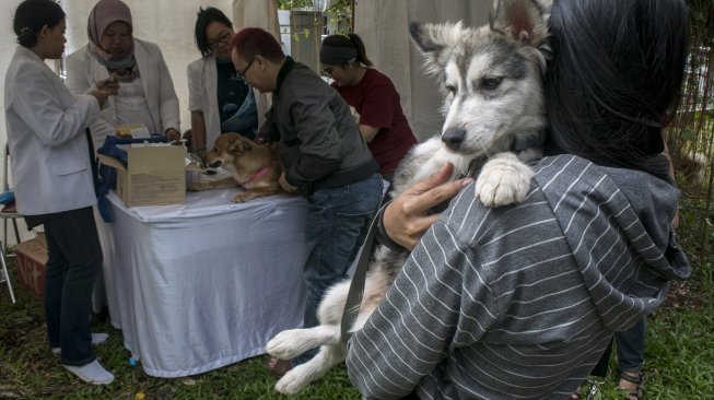 Dokter memberikan vaksin kepada seekor hewan piaraan saat kegiatan Pet Healthy Day di Pet Park Bandung, Jawa Barat, Minggu (24/3). ANTARA FOTO/Novrian Arbi