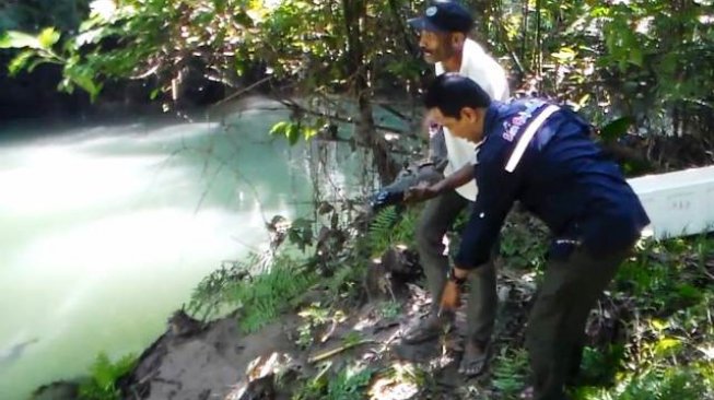 Dua Ekor Buaya Muara Dilepas Di Sungai Salawai Sawai Seram Utara