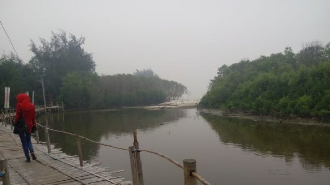 Lawan Perubahan Iklim, Pasangan Ini Sulap Desa Pesisir Jadi Hutan Mangrove