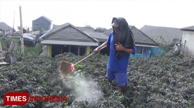 Dampak Abu Vulkanik Bromo, Petani Seledri Panen Lebih Awal