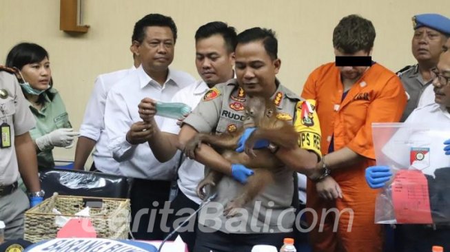 Terungkap, Tersangka Asal Rusia Selundupkan Anak Orang Utan untuk Dijual