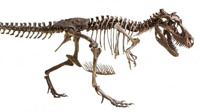 Ilustrasi fosil Tyrannosaurus Rex (T-Rex). [Shutterstock]