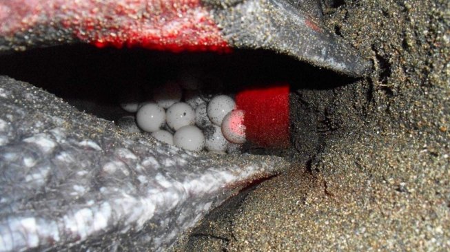 Pantai Jeen Womom tempat para Penyu Belimbing berkembang biak. (Dok. Suara.com/Risna Halidi)