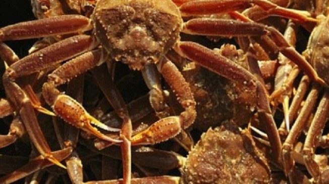 Menantang Seekor Kepiting Raksasa, Pria Ini Banjir Hujatan dari Netizen 