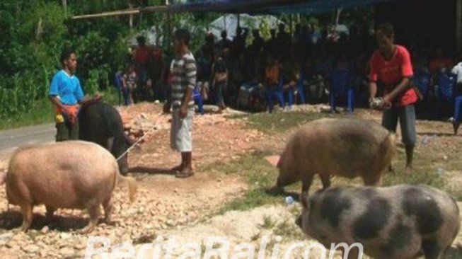 Kualitas Fisik Daging Babi Bali Lebih Baik Daripada Daging Babi Landrace 