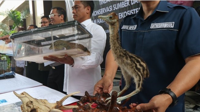 Polisi Ungkap Jaringan Penjualan Komodo ke Luar Negeri via Media Sosial