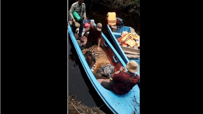 Proses penyelamatan harimau Sumatera yang terperangkap jerat pemburu. (Foto: BBKSDA / via Riauonline.co.id)