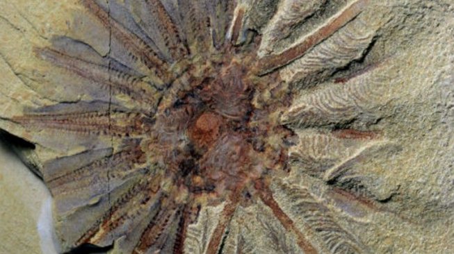 Menggemparkan! Ditemukan Monster Laut dengan 18 Tentakel di Mulutnya 