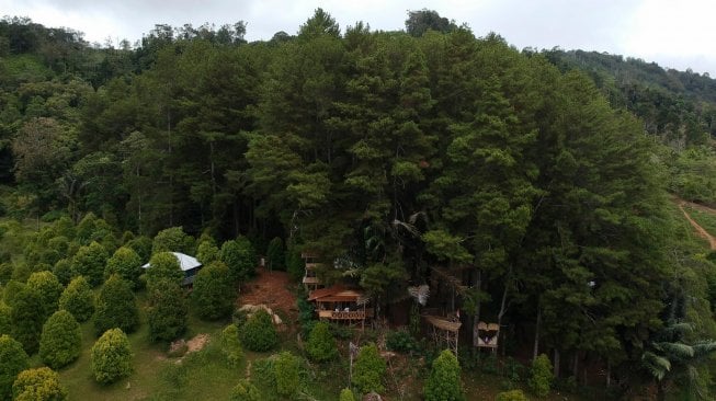 Foto udara hamparan pohon pinus di obyek wisata Puncak Dulamayo, Kabupaten Gorontalo, Gorontalo, Minggu (31/3). ANTARA FOTO/Adiwinata Solihin