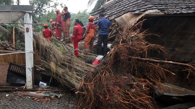 Ini Penyebab Pohon Tumbang di Kota Depok Saat Hujan Deras