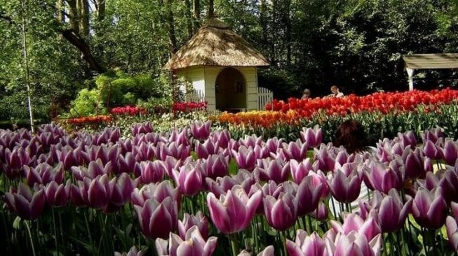 Indahnya Taman Keukenhof suguhkan bunga tulip di Bulan April. (Wikimedia Targeman)