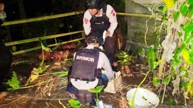 Panen Ubi Talas, Muswardi Malah Cabut Ranjau Darat di Belakang Rumah