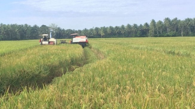 Kementan Gencarkan Program Sapira - Serasi di Kalsel dan Sumsel