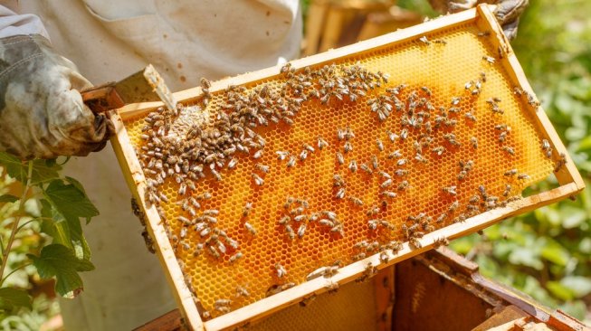 Peternakan lebah. (Shutterstock)