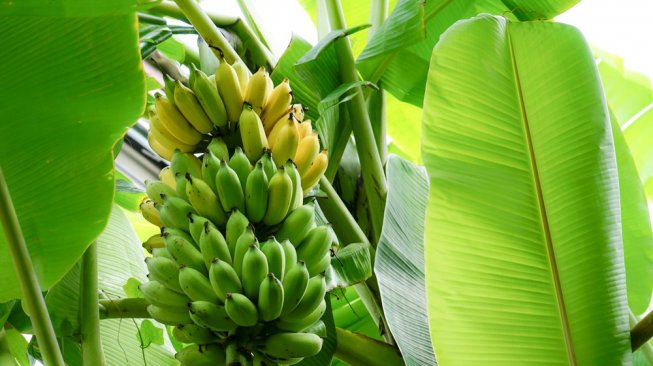 Ilustrasi pohon pisang. (Shutterstock)