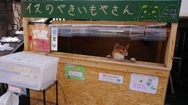 Gemes! Sebuah Kedai Makanan Pekerjakan Anjing Lucu Sebagai Pelayannya 