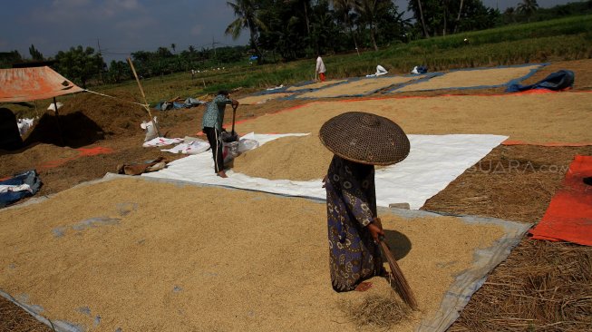 Penyerapan Gabah Produksi Mengwi Bali Tetap Stabil saat Pandemi