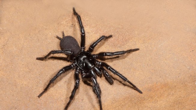 Laba-laba jaring corong Australia/Australian Funnel Web Spider digunakan untuk penelitian obat stroke. (Shutterstock)