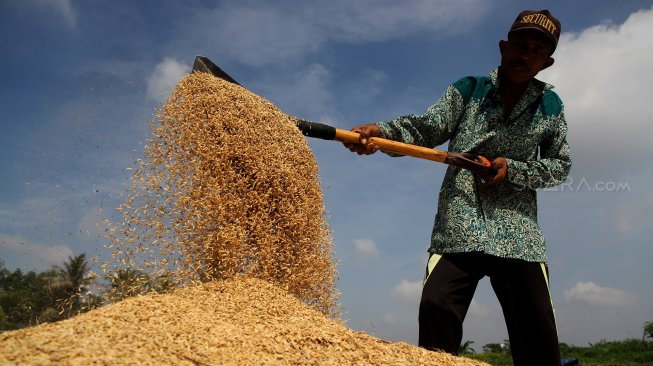 Produksi Gabah Pesisir Selatan Tertinggi di Sumbar, Harga Beras Tetap Tak Bergeming