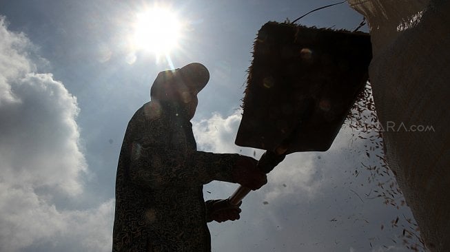 Harga Gabah di Sumsel Terendah Se Indonesia, Wamentan Desak Bulog Bertindak