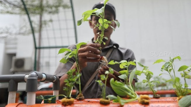 Petugas Dinas Ketahanan Pangan Kelautan dan Pertanian (KPKP) melakukan perawatan tanaman hidroponik dengan menggunakan barang bekas di halaman Balaikota, Jakarta, Selasa (9/4).[Suara.com/Muhaimin A Untung]