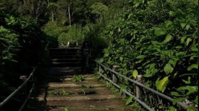 Jembatan rawa Gayonggong di Taman Nasional Gunung Gede Pangrango. (Suara.com/Risna Halidi)