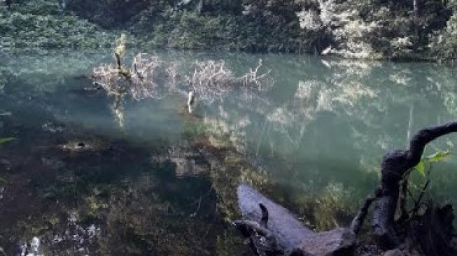 Telaga Biru di Taman Nasional Gunung Gede Pangrango. (Suara.com/Risna Halidi)