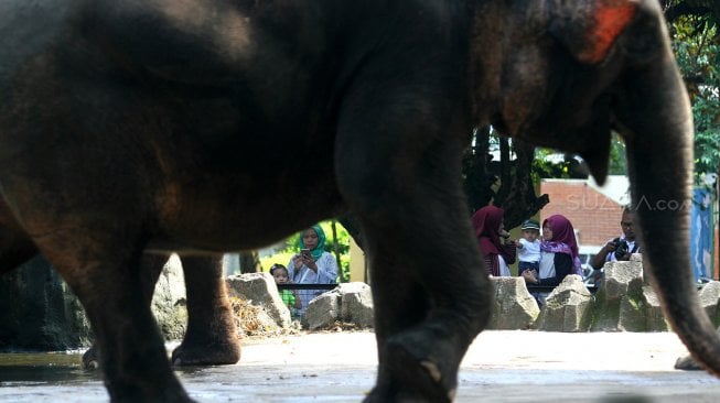 Warga memanfaatkan hari libur Paskah dengan mengunjungi lokasi wisata Kebun Binatang Ragunan di Jakarta, Jumat (19/2). [Suara.com/Arief Hermawan P]