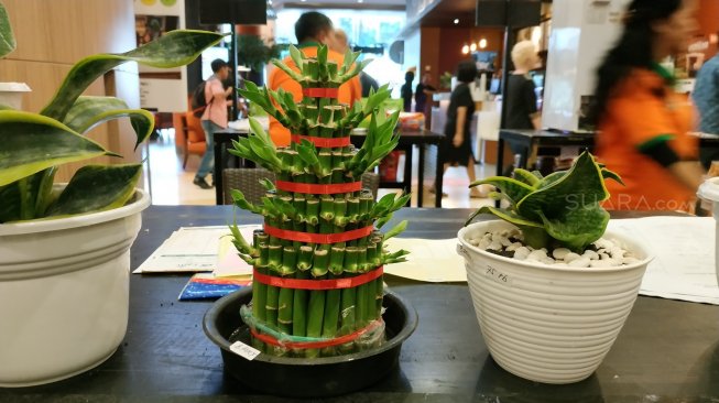 Bambu Hoki Tanaman Hias Yang Dipercaya Membawa Keberuntungan