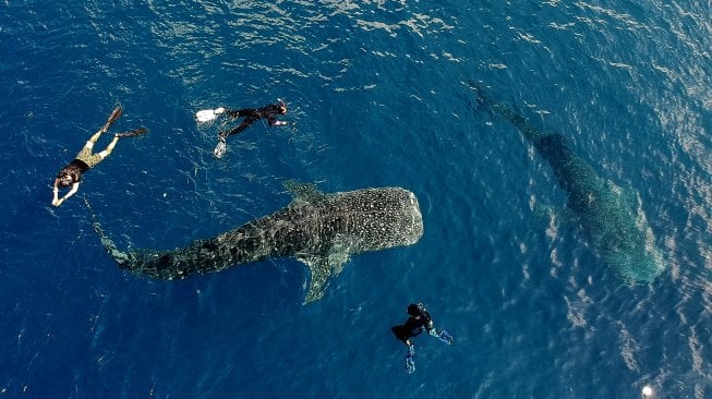 Sejumlah wisatawan berenang bersama seekor Hiu Paus di perairan Botubarani, Kabupaten Bone Bolango, Gorontalo, Minggu (21/4). ANTARA FOTO/Dian Bawenti