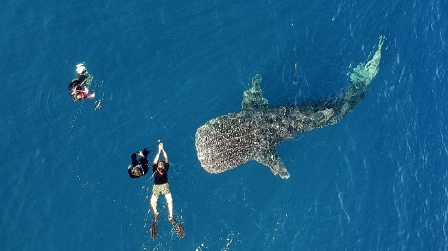 Sejumlah wisatawan berenang bersama seekor Hiu Paus di perairan Botubarani, Kabupaten Bone Bolango, Gorontalo, Minggu (21/4). ANTARA FOTO/Dian Bawenti