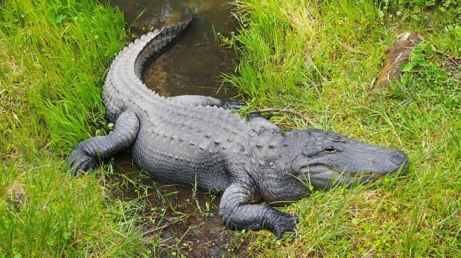 Langsung Geger, Alligator 3,4 Meter Masuk ke Pemukiman Warga