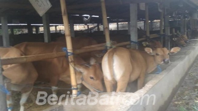 Akibat Gejala Birahi Jelas, Sapi Bali Disebut Memiliki Fertilitas Terbaik