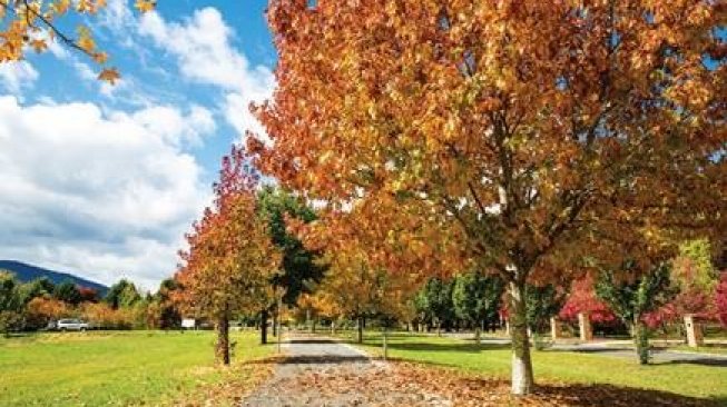 Keindahan warna musim gugur dengan menyusuri “Kota Warna Australia”, Orange, New South Wales. (Tourism Australia)