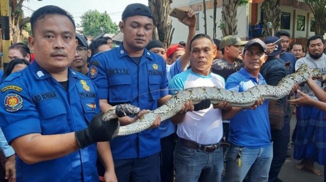 Ular Sanca 4 Meter Muncul di Jatinegara, Petugas Damkar Turun Tangan