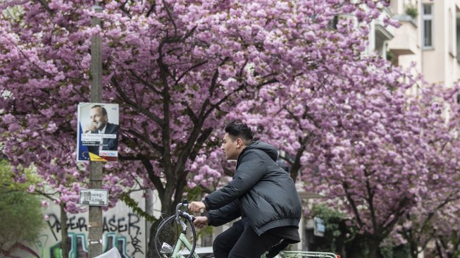 Pemandangan bunga sakura yang mekar di kota Berlin, Jerman, Selasa (23/4).  [John MACDOUGALL / AFP]