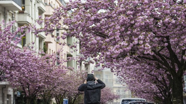 Pemandangan bunga sakura yang mekar di kota Berlin, Jerman, Selasa (23/4).  [John MACDOUGALL / AFP]