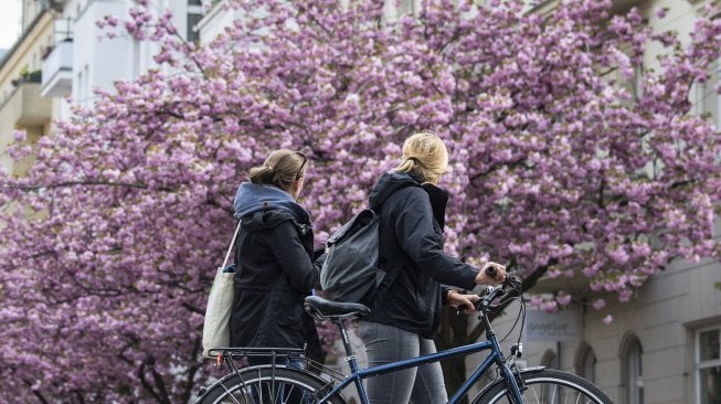 Pemandangan bunga sakura yang mekar di kota Berlin, Jerman, Selasa (23/4).  [John MACDOUGALL / AFP]