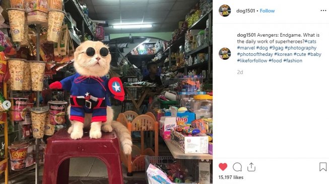 Fashionista, Kucing Vietnam Ini Cosplay ala Superhero Avengers