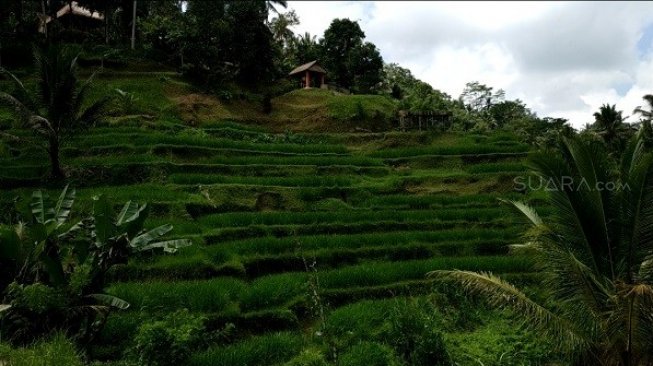 Tegallalang Rice Terrace di Gianyar, Bali, begitu memesona. (Suara.com/Firsta Nodia)