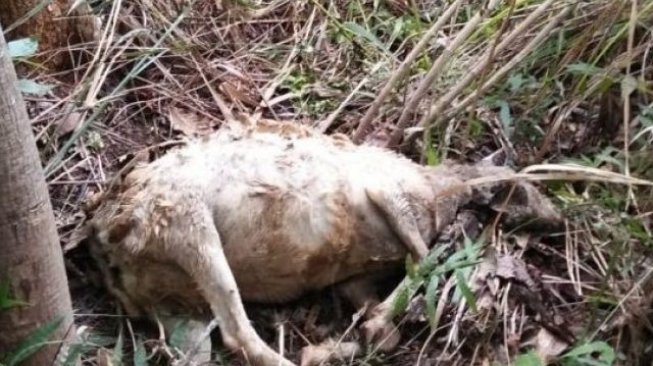 Warga Cilograng Geger, 9 Kambing Dimangsa Macan Tutul