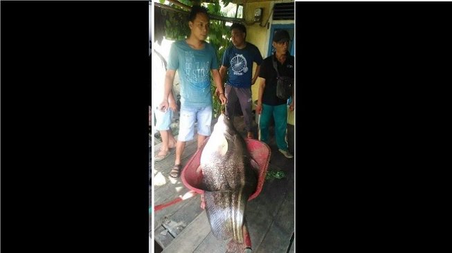 Heboh Warga Jambi Tangkap Ikan Tapah Raksasa, Dijual Laku Rp 2 Juta