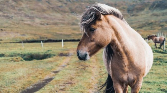 Ngabuburit Anti Bosan Taman Safari, Naik Kuda Poni Sambil Nunggu Bedug