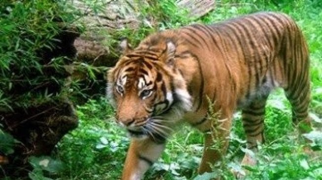 300 Gambar Harimau Di Hutan HD Terbaru Infobaru