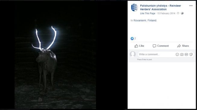 Tanduk rusa glow in the dark di Finlandia (facebook.com/Paliskuntainyhdistys)