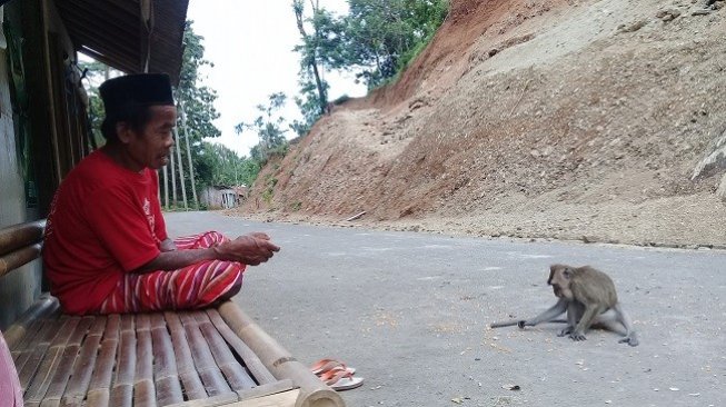 Seorang warga melihat monyet di sekitar Masjid Saka Tunggal, Desa Cikakak, Kecamatan Wangon, Kabupaten Banyumas, Jawa Tengah. (Suara.com/Teguh Lumbiria)