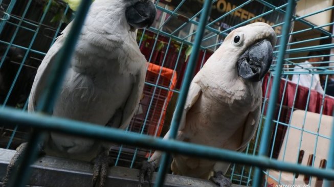 21 Spesies Burung Baru Ditemukan di Indonesia