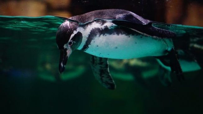 Gemasnya Penguin Humboldt, Penghuni Baru Ocean Dream Samudra Ancol